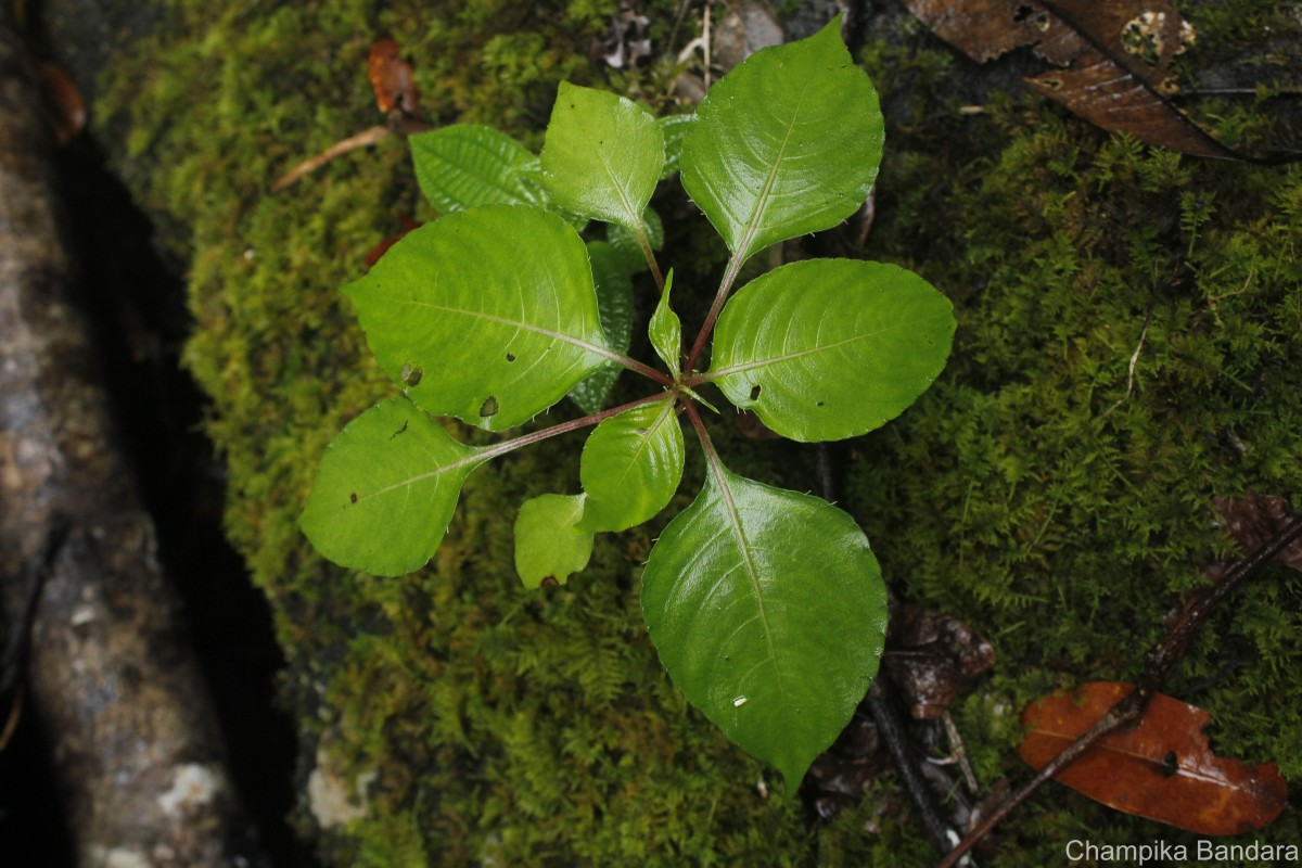 Impatiens taprobanica Hiern